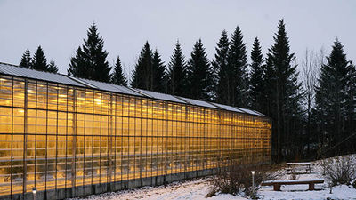 Been There, Do This: Fridheimar Farm in Southern Iceland