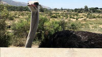 Been There, Do This: OstrichLand USA in the Santa Ynez Valley, California