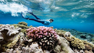 Travelers Can Help Preserve the Great Barrier Reef Through New Educational Program