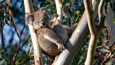 How to Best Tour Kangaroo Island in South Australia