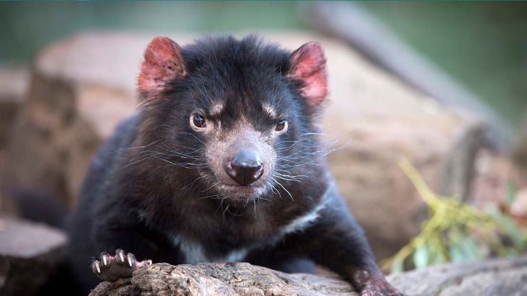 tasmaniandevil