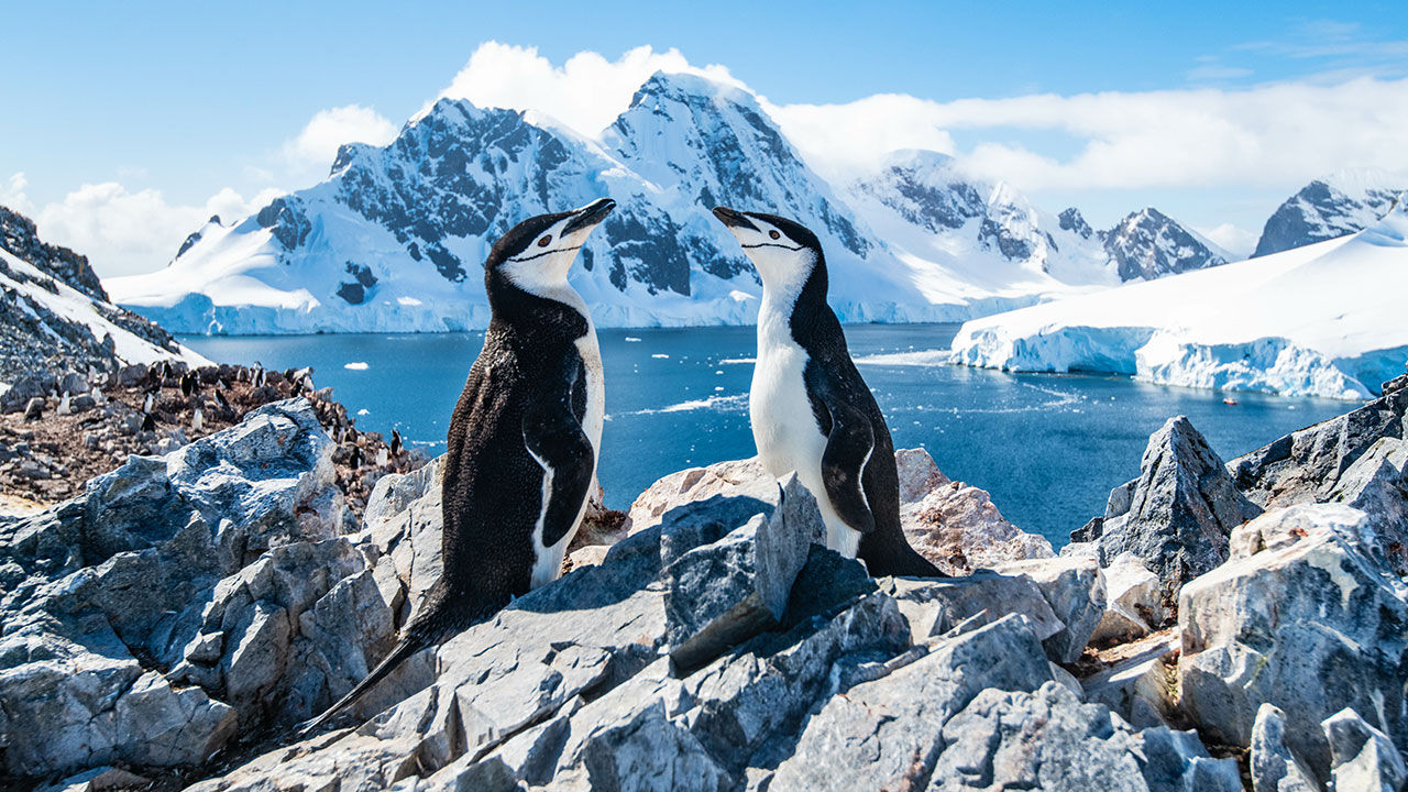 What to Know Before Booking an Antarctica Cruise