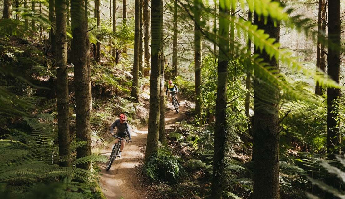 How To Plan a Mountain Biking Adventure in Rotorua New Zealand