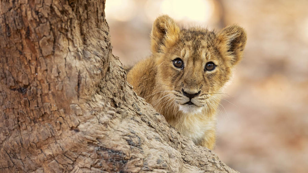 Gender reveal' held for newborn tiger cub at safari park, Plus