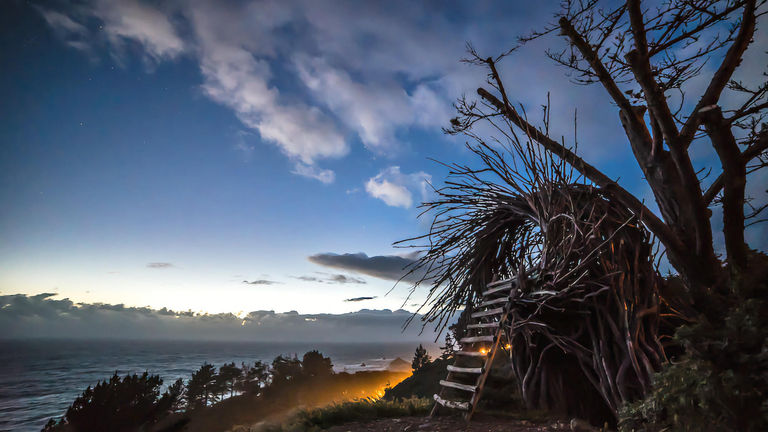 Treebones_Nest