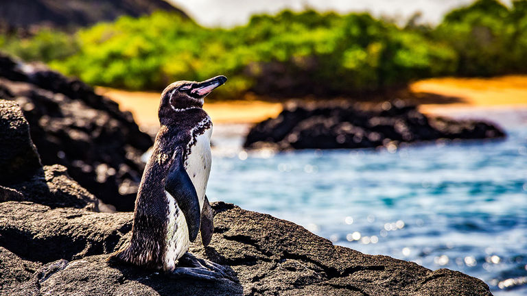 Cruisers in the Galapagos Islands can see unique species such as the Galapagos penguin.