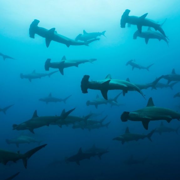 Aqua Expeditions Partners With Charles Darwin Foundation to Support Galapagos Conservation