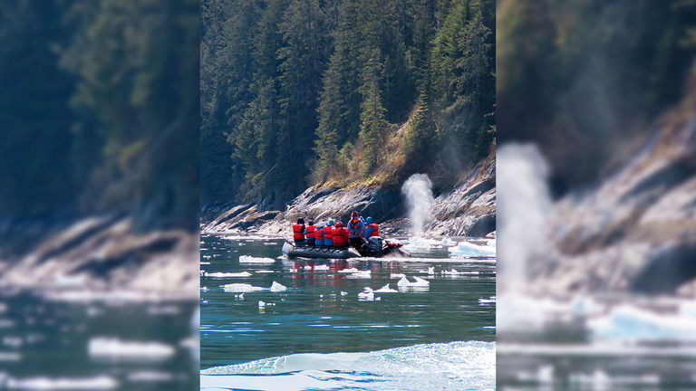 Passengers get up close to wildlife.