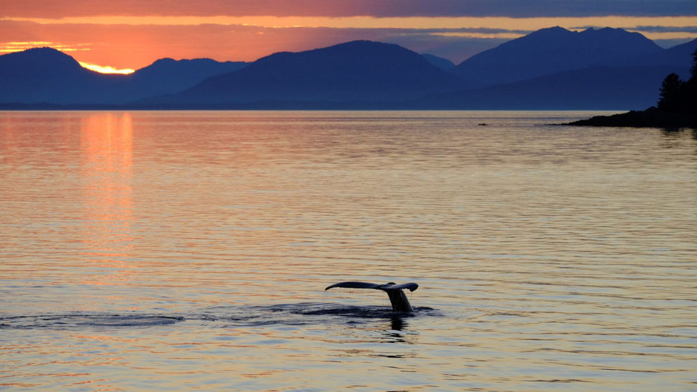 Alaskan Dream Cruises Ceases Operations