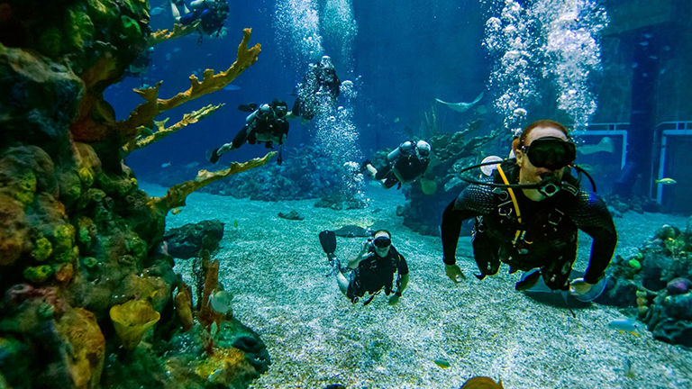 Clients who are scuba-certified can explore Epcot's 5.7-million-gallon saltwater aquarium.