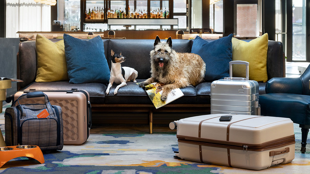 Pet friendly travel options 2025