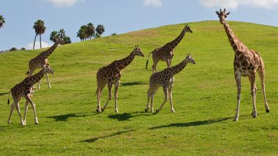 The San Diego Zoo Safari Park is 1,800 acres in size, and that allows for sprawling and naturalistic habitats for its animal residents.