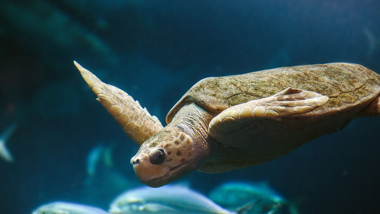 South Carolina Aquarium has its own sea turtle hospital.