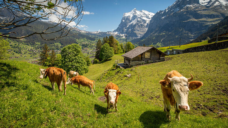 Happy cows graze on slopes