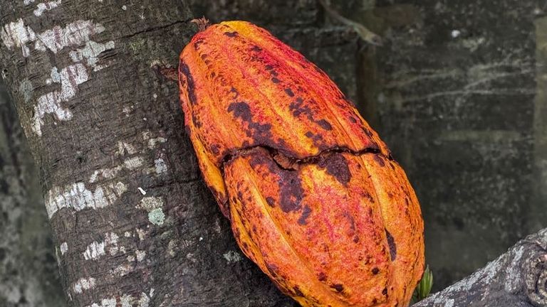 Children can experience cracking open a cocoa pod to learning how their favorite chocolate flavors are made.