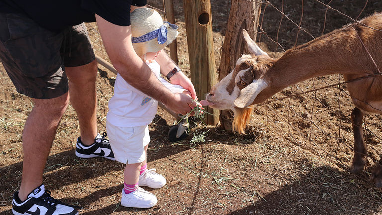 Feeding the goats at Surfing Goat Dairy will be a highlight of a toddler’s trip to Maui.