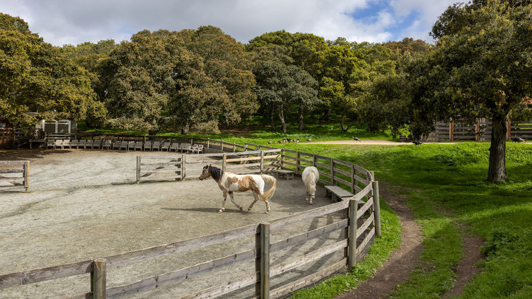 Horses_CarmelValleyRanch