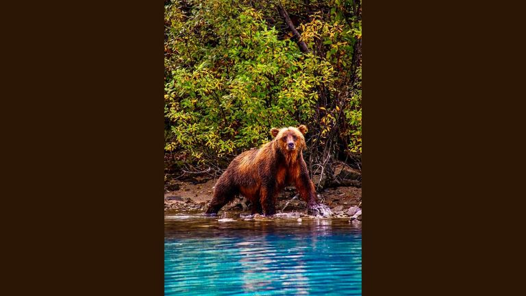 Bear Viewing
