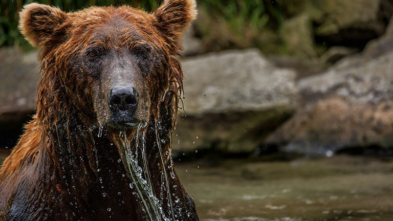 A male coastal brown bear in Kuliak Bay A male coastal brown bear in Kuliak Bay