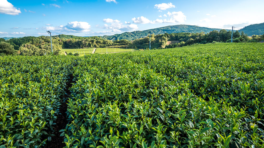 Trafalgar Reports Progress on Sustainability Goals in 2024 Impact Report