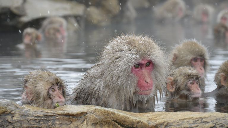 Nagano hot spring monkey Nagano Japan - a mountain resort