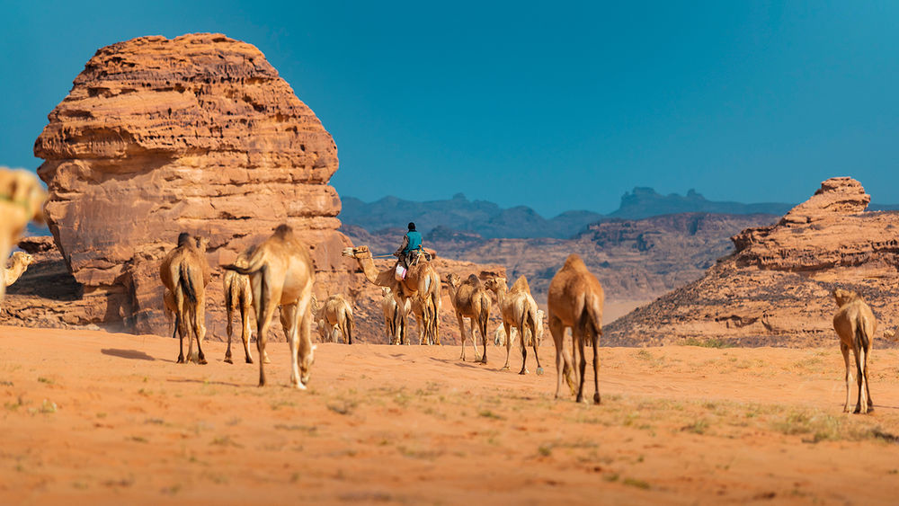 Saudi camels AlUla