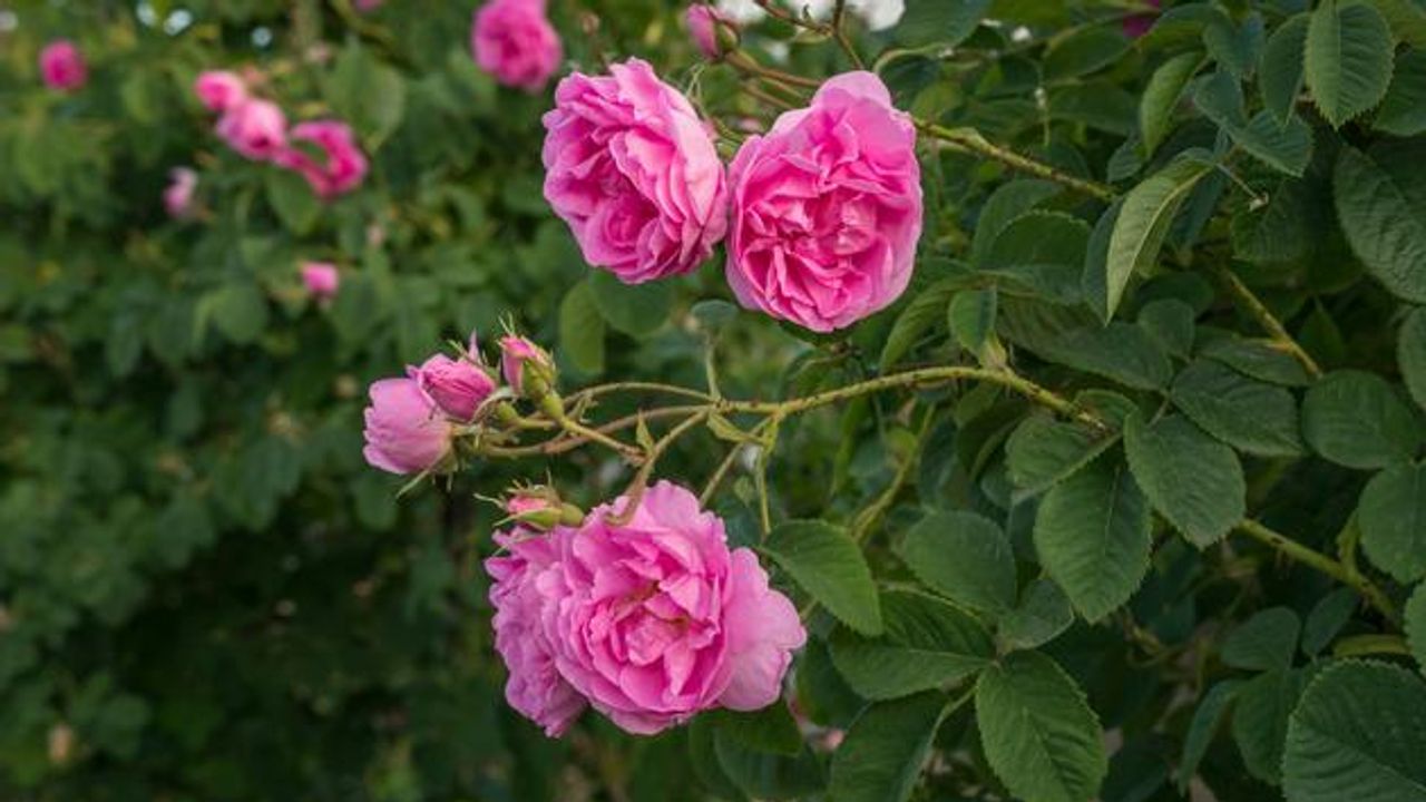 Saudi rose