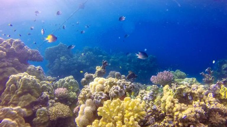 Saudi Red Sea