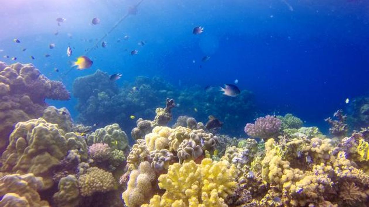 Saudi Red Sea