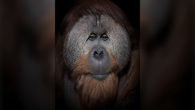An orangutan portrait featured in "The People of the Forest"