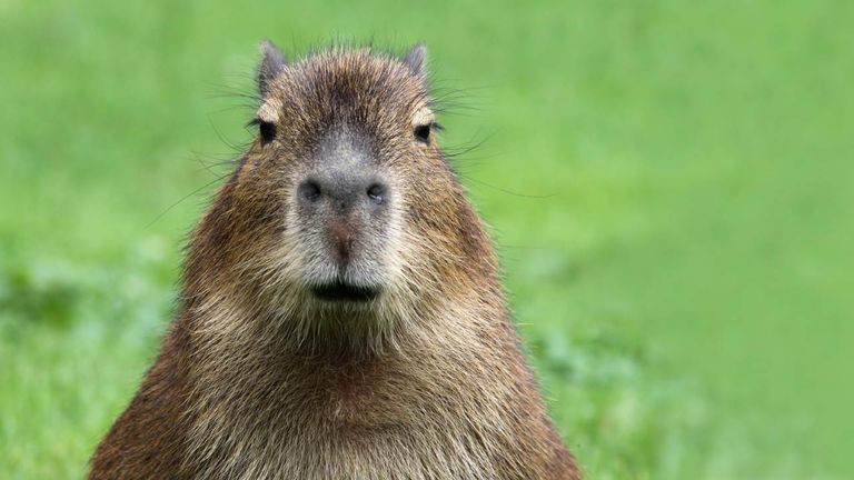 Capybara_PopCulture Capybara_PopCulture