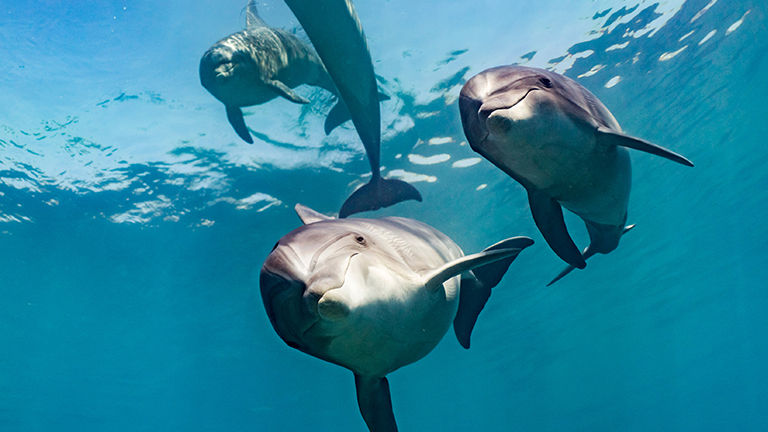 Most experts agree that dolphins and whales should not be in captivity.