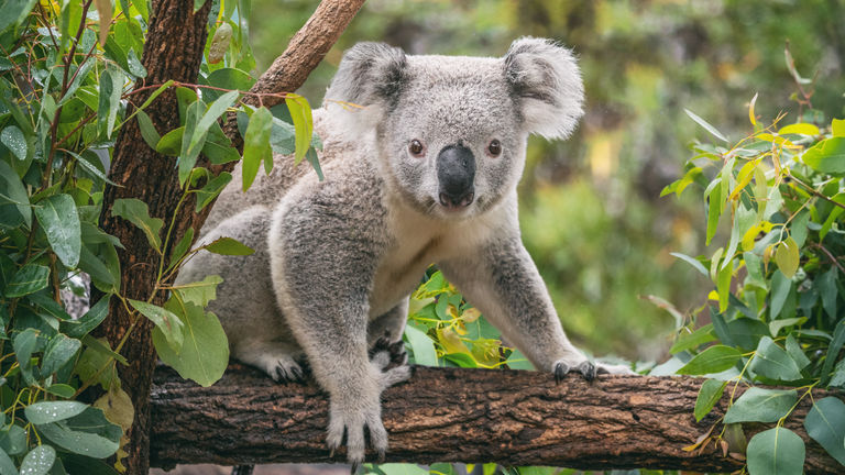 Animals should be able to roam freely and behave in natural ways, unaffected by human presence.