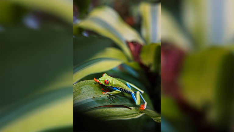 A brilliantly colored tree frog in Costa Rica