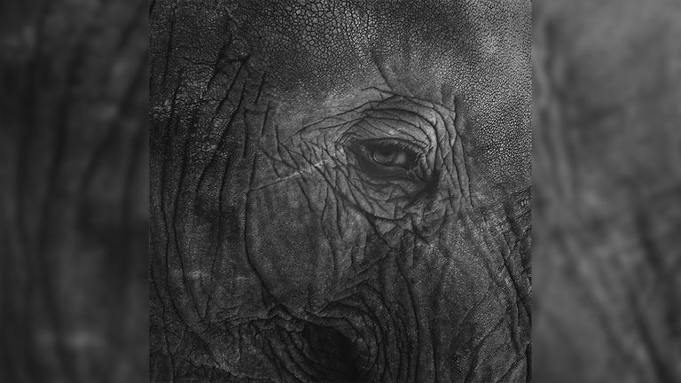 An up-close look at a baby elephant’s eye