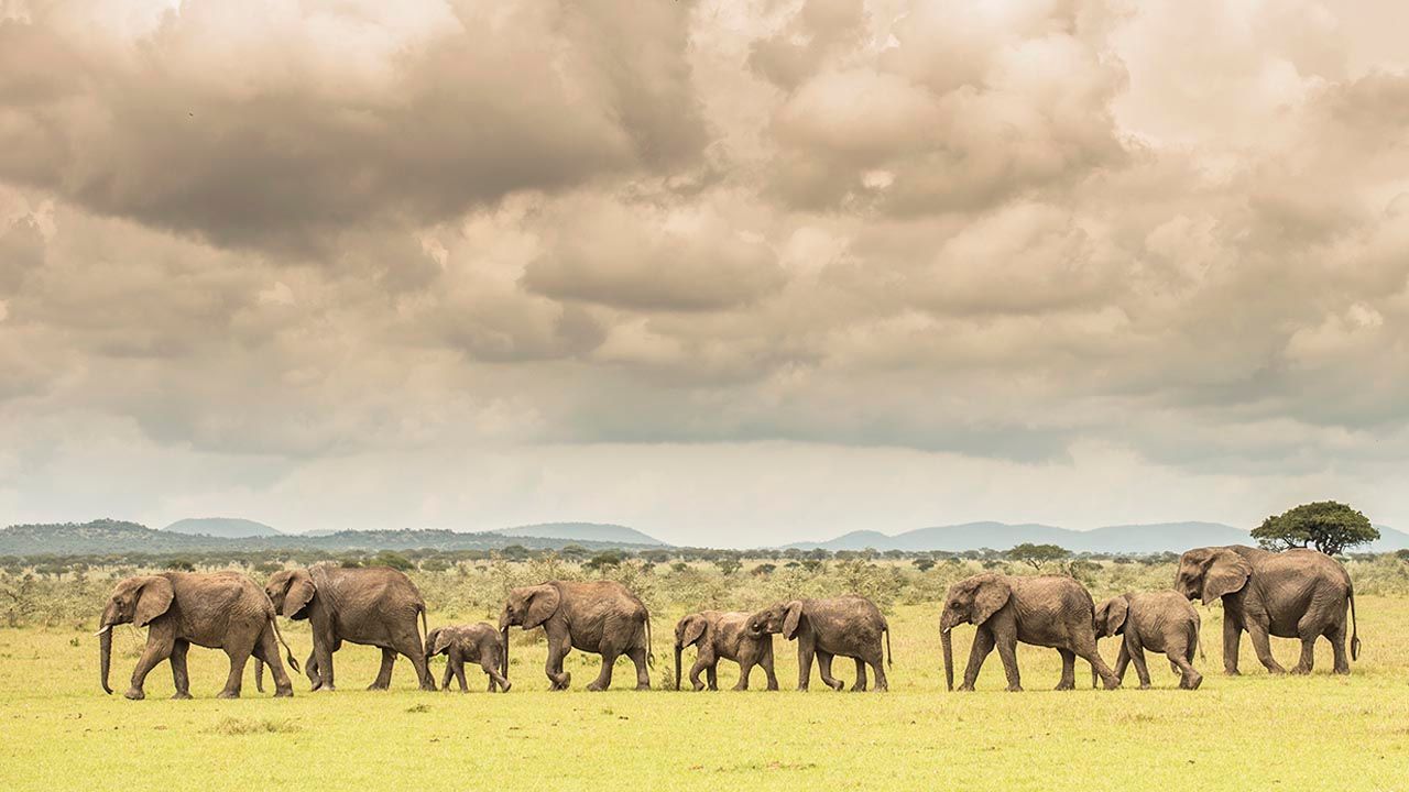 Long respected for its luxury safari experiences and conservation efforts, Singita is ready for the changed demands of travelers following COVID-19.
