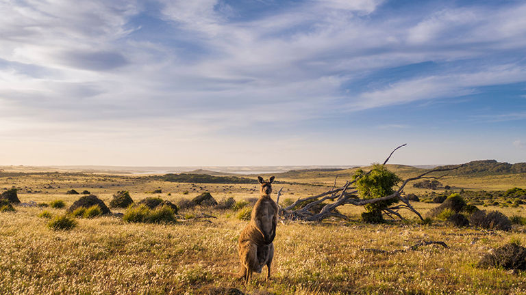 Multiple surveys have revealed high interest in Australia this spring.