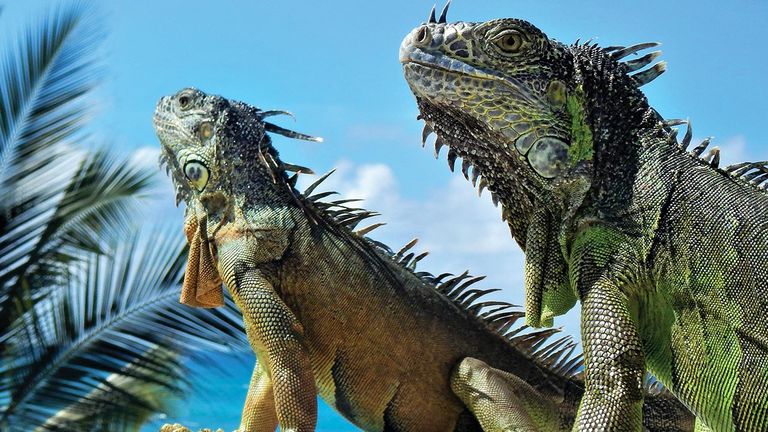 Our third-place winner: A pair of iguanas relax in the sun at Four Seasons Resort Punta Mita in Mexico.