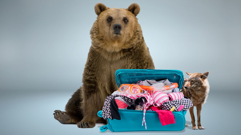 What COVID-19 Can Teach the Travel Industry About Sustainability and Climate Change