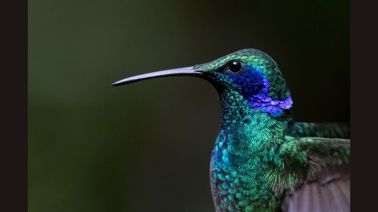A hummingbird in Monteverde, Costa Rica