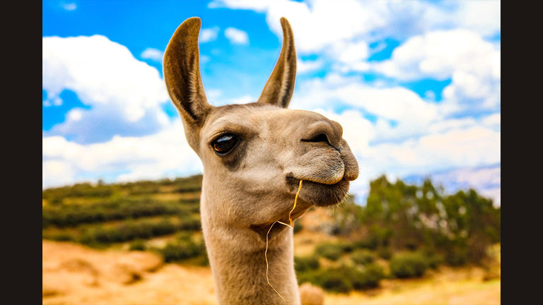 A vicuna in Peru