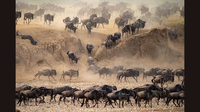 The Great Migration crossing the Mara River in Tanzania’s Serengeti National Park