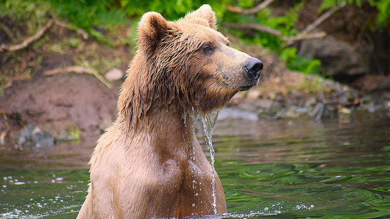 A bear searches for fish scraps in his natural habitat in this photo.