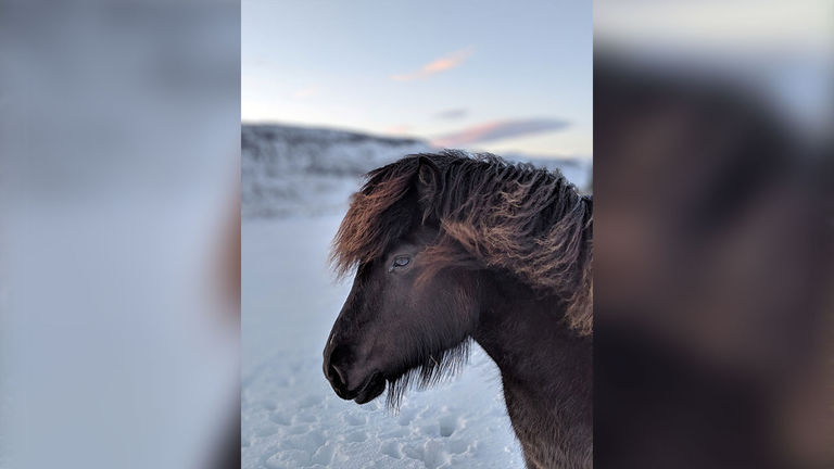 An Icelandic horse on a cold, windy day in Iceland.