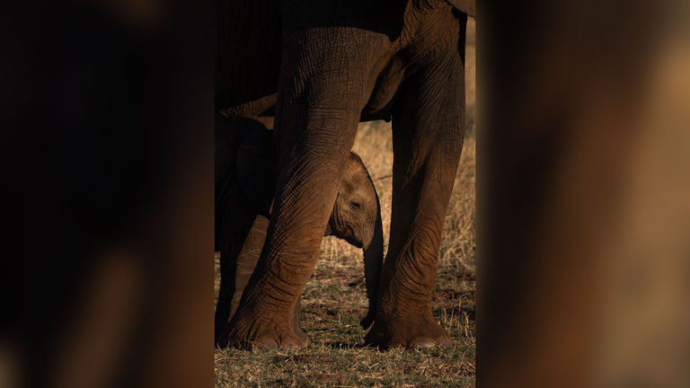 A baby elephant is tucked in between her mother’s legs in Zimbabwe.