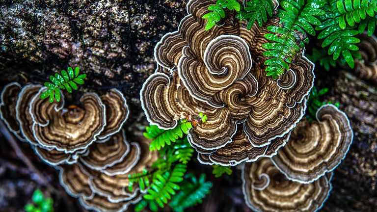 A mushroom in Manuel Antonio National Park.