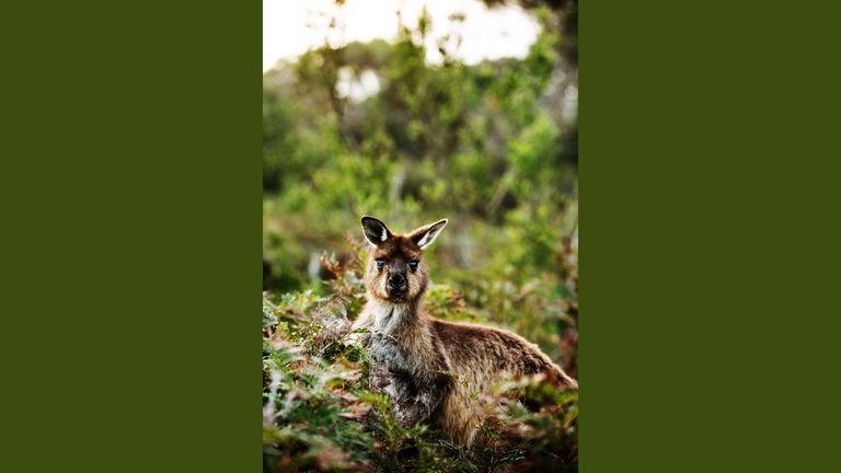 Kangaroo Island is known as incredible destination for wildlife viewing.
