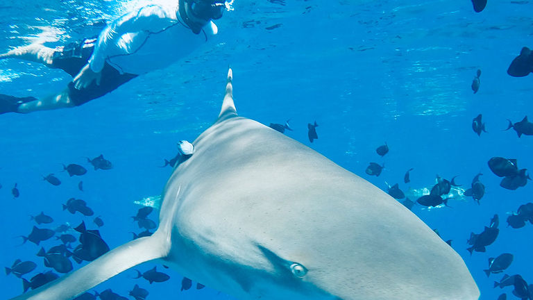 Swimming with sharks in French Polynesia