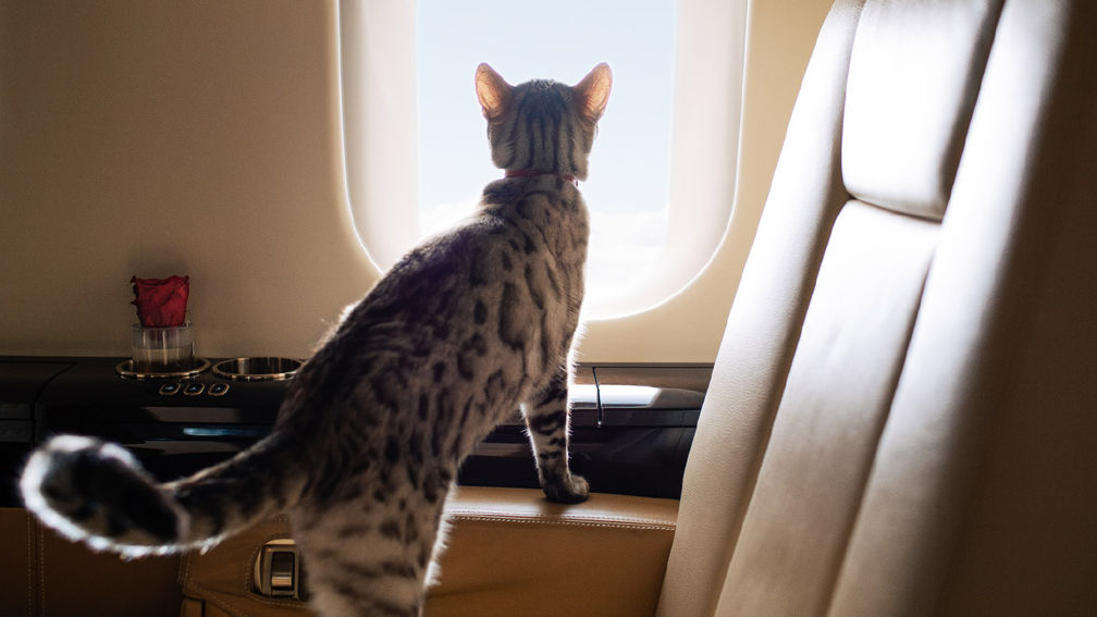 There's a New Option for Flying With Pets