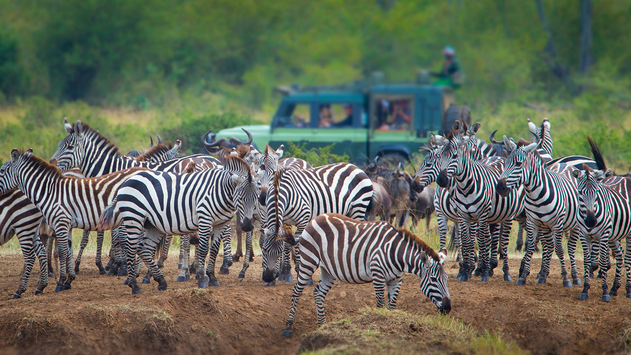 Witnessing the Great Migration is a must-have experience.